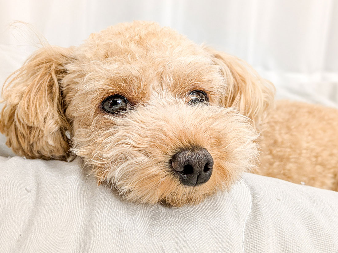 うちの子グッズに囲まれた幸せな暮らし トイプードルとの日常を楽しむ