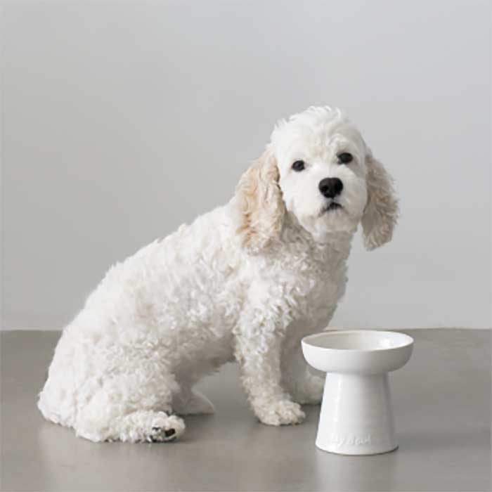 トイプードルにやさしい高さ設計のフードボウル Classy Bowl