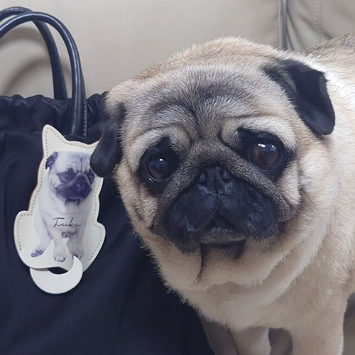 愛犬オリジナルグッズはでデザミンペット