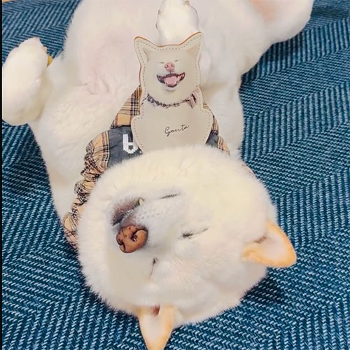 犬のオーダーメイドグッズ使用例