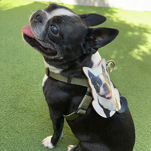 犬のオーダーギフト ペット オリジナル グッズ